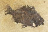 Framed Fossil Fish (Cockerellites) - Wyoming #147188-1